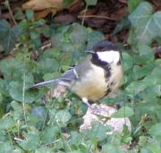 PC194794_Dx615_c * M�sange charbonni�re. Oiseaux du jardin * 643 x 612 * (62KB)