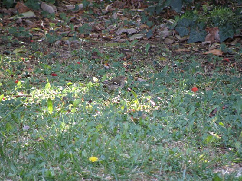 Cliquer pour l'image originale