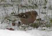 P1072710s * pinson des arbres, 
oiseau du jardin, 
neige Vigui�res * 517 x 356 * (47KB)