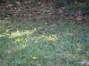 PC054527_DX5 * Pinson des arbres (femelle). Oiseaux du jardin * 3648 x 2736 * (852KB)