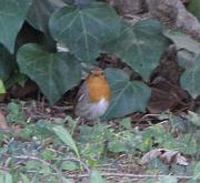 P2282961s * Rougegorge. 
Oiseaux du jardin * 489 x 450 * (42KB)