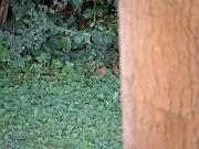 PC054405_DX5 * Rougegorge. Oiseaux du jardin * 3648 x 2736 * (606KB)