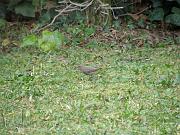 P2212944_DXO * rougequeue noir (oiseau du jardin) * 3648 x 2736 * (768KB)