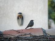 PB084120_DX5 * rougequeue noir. Oiseaux du jardin * 3648 x 2736 * (541KB)