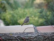 PB084124_DX5 * rougequeue noir. Oiseaux du jardin * 3648 x 2736 * (636KB)