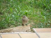 PB144181_DX5 * rougequeue noir (femelle). Oiseaux du jardin * 3648 x 2736 * (651KB)