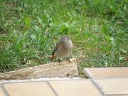 PB144183_DX5 * rougequeue noir (femelle). Oiseaux du jardin * 3648 x 2736 * (659KB)