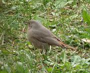 PC184705_Dx615_c * Rougequeue noir. Oiseaux du jardin * 1420 x 1155 * (386KB)
