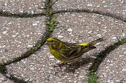 DSC_5492_Dx6535 * Serin cini. Oiseaux du jardin. * 1490 x 990 * (201KB)