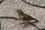 DSC_5502_Dx6535 * Serin cini. Oiseaux du jardin. * 1490 x 990 * (187KB)