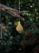 PC274920_Dx6115c * Tarin des aulnes. Oiseaux du jardin. * 2736 x 3648 * (421KB)