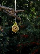 PC274930_Dx6115c * Tarin des aulnes. Oiseaux du jardin. * 2736 x 3648 * (390KB)