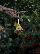 PC274933_Dx6115c * Tarin des aulnes. Oiseaux du jardin. * 2736 x 3648 * (430KB)