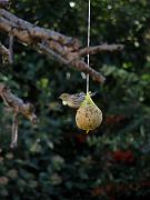 PC274948_Dx6115c * Tarin des aulnes. Oiseaux du jardin. * 2736 x 3648 * (450KB)