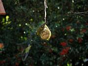 PC274955_Dx6115c * Tarin des aulnes. Oiseaux du jardin. * 3648 x 2736 * (418KB)