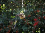 PC274962_Dx6115c * Tarin des aulnes. Oiseaux du jardin. * 3648 x 2736 * (565KB)