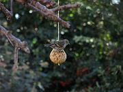 PC274968_Dx6115c * Tarin des aulnes. Oiseaux du jardin. * 3648 x 2736 * (571KB)