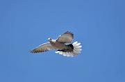 DSC_5813_Dx6125 * Tourterelle en vol. Oiseaux du jardin * 4288 x 2848 * (260KB)