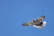 DSC_5814_Dx6125 * Tourterelle en vol. Oiseaux du jardin * 4288 x 2848 * (265KB)