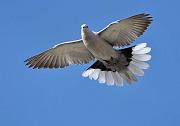 DSC_5815_Dx6125 * Tourterelle en vol. Oiseaux du jardin * 4288 x 2848 * (278KB)