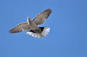 DSC_5816_Dx6125 * Tourterelle en vol. Oiseaux du jardin * 4288 x 2848 * (305KB)