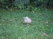 PC124637_Dx615 * Tourterelle. Oiseaux du jardin * 3648 x 2736 * (716KB)