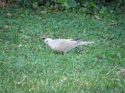 PC124639_Dx615 * Tourterelle. Oiseaux du jardin * 3648 x 2736 * (730KB)