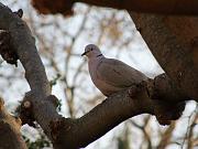 PC124645_Dx615 * Tourterelle. Oiseaux du jardin * 3648 x 2736 * (613KB)