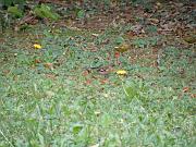 PC054500_DX5 * Pinson des arbres (m�le) et deux verdiers. Oiseaux du jardin * 3648 x 2736 * (749KB)
