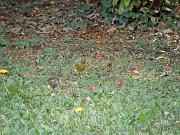 PC054503_DX5 * Pinson des arbres (m�le) et deux verdiers. Oiseaux du jardin * 3648 x 2736 * (816KB)
