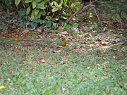 PC054513_DX5 * Verdier. Oiseaux du jardin * 3648 x 2736 * (962KB)