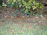 PC054514_DX5 * Verdiers. Oiseaux du jardin * 3648 x 2736 * (959KB)